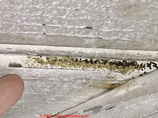 Mold after remediation (C) InspectApedia.com Beth