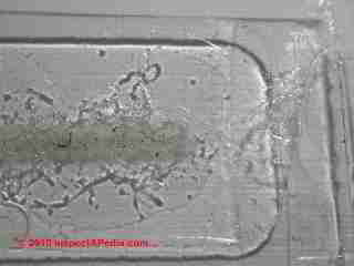 Air-O-Cell and Allergenco-D cassette Trace Comparison (C) Daniel Friedman