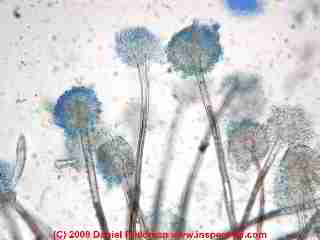 Photograph of an Aspergillus mold collected on a building surface -  © Daniel Friedman.