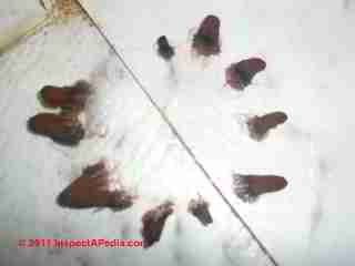 Brown hairy bathroom mold under carpet (C) GP DF