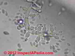 Beauvaria like mold photo (C) D Friedman