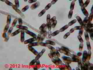 Bispora mold photo (C) D Friedman
