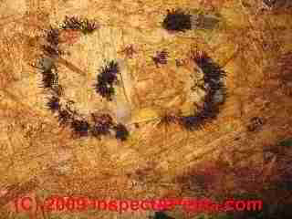 Brown mold growth indoors (C) Daniel Friedman