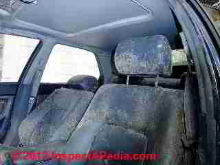 Car mold catastrophe (C) Daniel Friedman