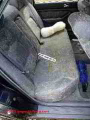 Very moldy car interior, beyond salvage © Daniel Friedman