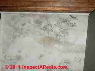 Photo of mold on ceiling tiles (C) Daniel Friedman