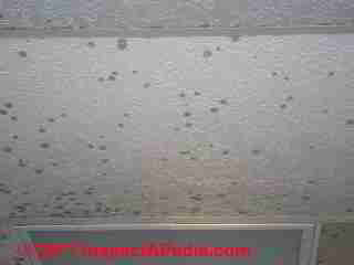 Photo of mold on acoustic ceiling tiles (C) Daniel Friedman