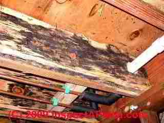 Photograph: typical cosmetic bluestain mold on new framing lumber, floor joists - © Daniel Friedman