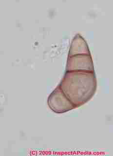 Curvularia mold spores  &copy; Daniel Friedman 2001