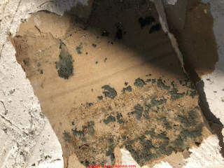 Dark green fuzzy Trichoderma-like mold growth inside building walls after an AC leak (C) InspectApedia.com Tim
