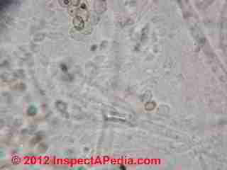 Ductwork  mold (C) D Friedman