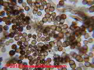 Duct mold (C) D Friedman