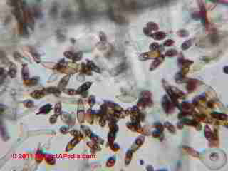 Cladosporiium mold on an HVAC ceiling air supply register (C) Daniel Friedman