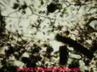 Thermographic mold scan investigation (C) Daniel Friedman for JZ 2007