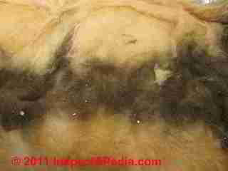 Black insulation binder pigment mistaken for fiberglass insulation mold (C) Daniel Friedman