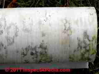 Mold growth on fiberglass insulation batt coverl (C) Daniel Friedman