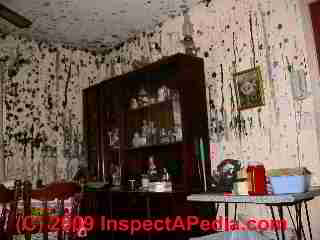 Very moldy home (C) Daniel Friedman