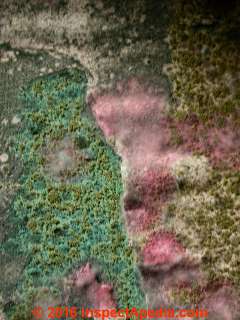 Several species of mold on paper - perhaps the back of a photograph (C) Daniel Friedman