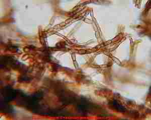 Photograph of Aureobasidium pullulans in an attic on roof sheathing