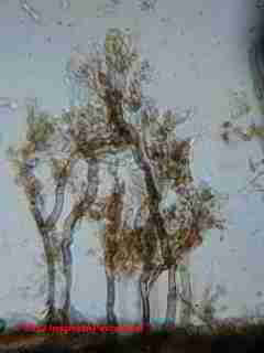 Cladosporium sp. mold on a nasal spray bottle (C) Daniel Friedman