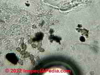 Checking artwork for mold contamination (C) D Friedman Ulrik Runeberg