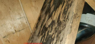 lumber mold (C) InspectApedia.com Anastassia