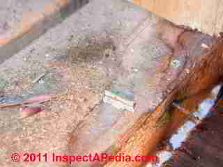Photo of mold on modular home wall cavity surfaces (C) Daniel Friedman