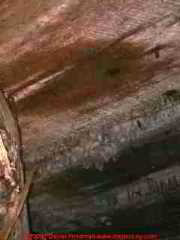 Photograph of  thick hairy fungal mycelia extending below a wooden subfloor in a home - how old is this mold and how long did it require to grow in this pattern?