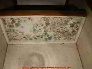Picture of green mold on a pantry shelf