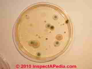 Mold petri dish (C) Daniel Friedman