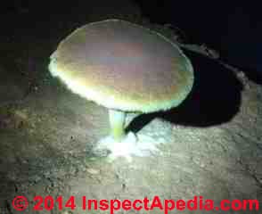 Mold fungi growing on dirt in a crawl space (C) InspectApedia GE