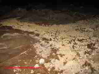Mold on dirt in crawl (C) Daniel Friedman