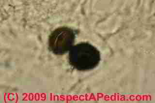 Nigrospora sp. &copy; Daniel Friedman 2001