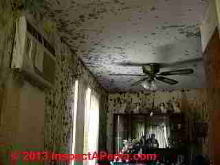 Photograph of severe indoor mold contamination (C) Daniel Friedman