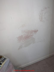 Pink & gray spots may be yeast or mold on drywall (C) InspectApedia Brandon