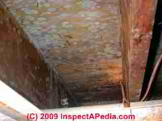 Moldy subfloor and joists may suggest additional hidden trapped mold contamination -  &copy; Daniel Friedman