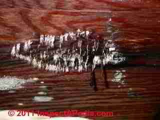 Photo of mold on wet subflooring, plywood (C) Daniel Friedman