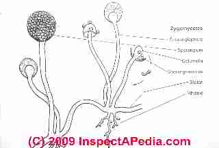 Taxonomy of Zygomycetes (C) D Friedman