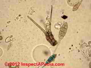 Tetraploa mold photo (C) D Friedman