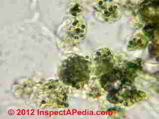 Trichoderma in mite fecals at 100x (C) D Friedman