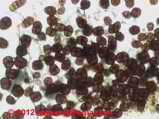 Ulocladium chartarum mold spores (C) D Friedman