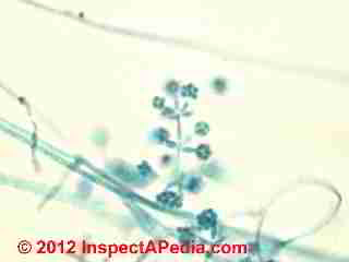 Verticillium mold photo (C) D Friedman