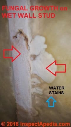 Crawl space wall leaks invite mold growth (C) InspectApedia RM