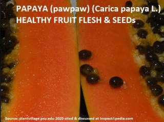 Photo of healthy papaya fruit flesh and seeds, source: x cited & discussed at InspectApedia.com