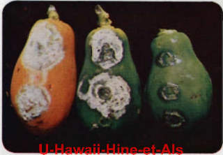 Papaya in Hawaii, infected with Phytophtora parasitica - Hine et als, U. Hawaii, 1965, cited & discussed at InspectApedia.com
