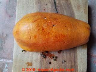 Papaya disease white growth through fruit (C) Daniel Friedman 2016