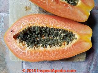 Papaya disease white growth through fruit (C) Daniel Friedman 2016