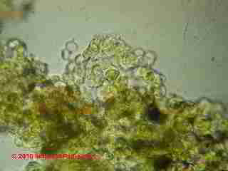 Green algae from an asphalt shingle roof (C) Daniel Friedman