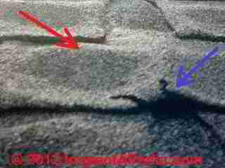 Fragile cupped shingle (C) D Friedman