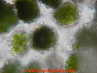 Green coccoid type roof algae (C) InspectApedia.com Daniel Friedman